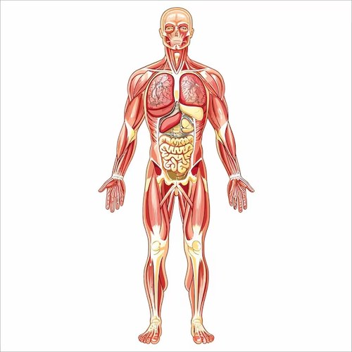 Herbai body map — click a zone to find herbs